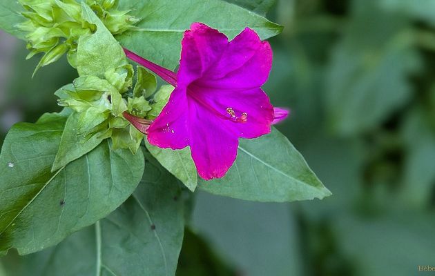 des fleurs et bébêtes en 2024