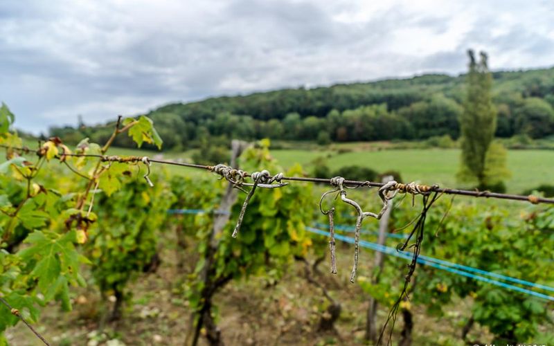 Le temps des vendanges -  2-