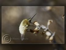Bombyle mâle