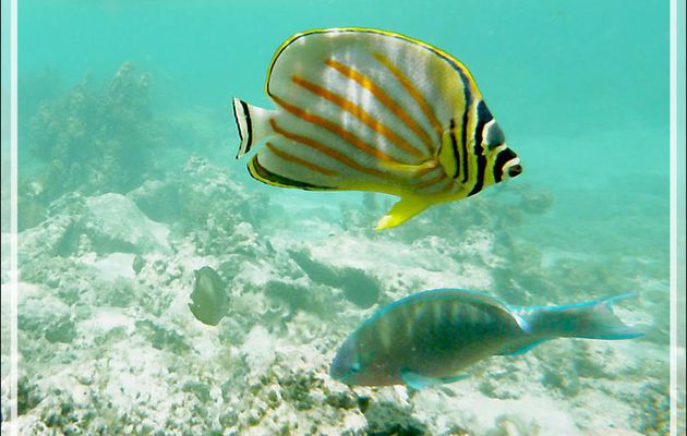 Poisson-papillon orné, Ornate butterflyfish (Chaetodon ornatissimus) - Moorea - Polynésie française