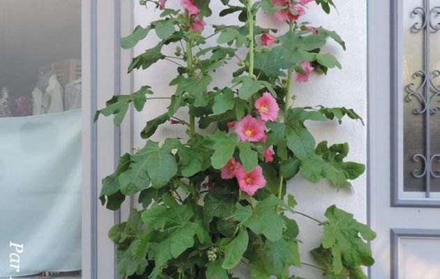 des roses trémières