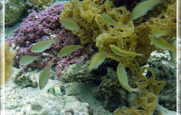 Perroquets juvéniles (juvenile Parrotfish) et Poisson-chèvre à deux selles juvénile (juvenile Twosaddle goatfish) (Parupeneus insularis) - Jardin de Corail - Motu Tautau - Taha'a - Polynésie