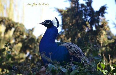 Bois de Vincennes, Lac Daumesnil : Des paons de toutes les couleurs !