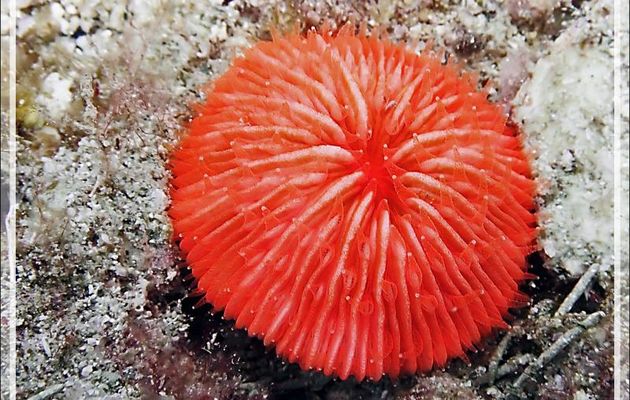 Corail champignon orange, Mushroom coral toxic orange (Fungia sp) - Beangovo - Tsarabanjina - Mitsio - Madagascar