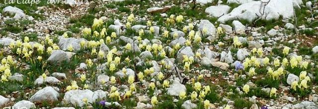 Iris lutescens - iris jaunâtre