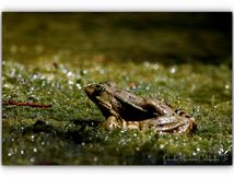 Grenouille rieuse - Rana ridibunda