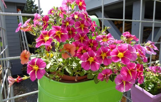 LE  JARDIN  DE  MY  GIRL