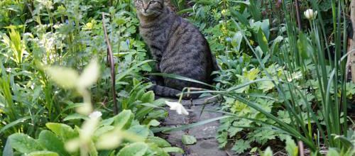 Minet Saphir
