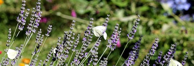 Un équilibre au jardin ?