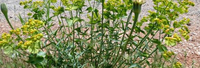 Euphorbia serrata   -   euphorbe dentée