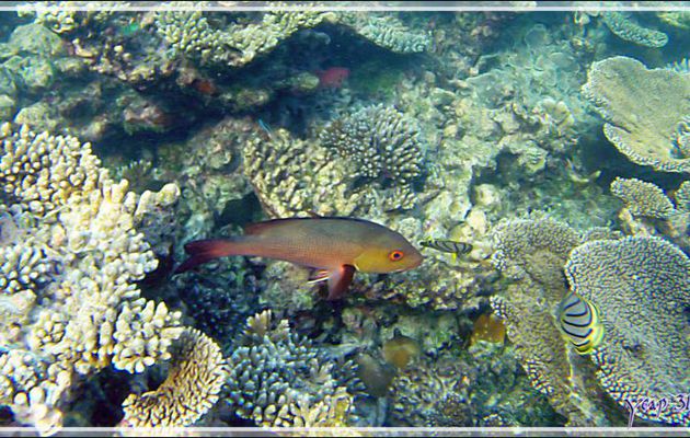 Poisson inconnu à œil orange - Snorkeling à Thudufushi - Atoll Ari - Maldives