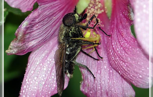 L'Araignée crabe Thomise variable jaune et son énorme proie : un taon (Tabanus sudeticus ?) mâle - Lartigau - Milhas - 31