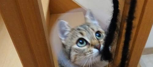 Dimanche c'est chat