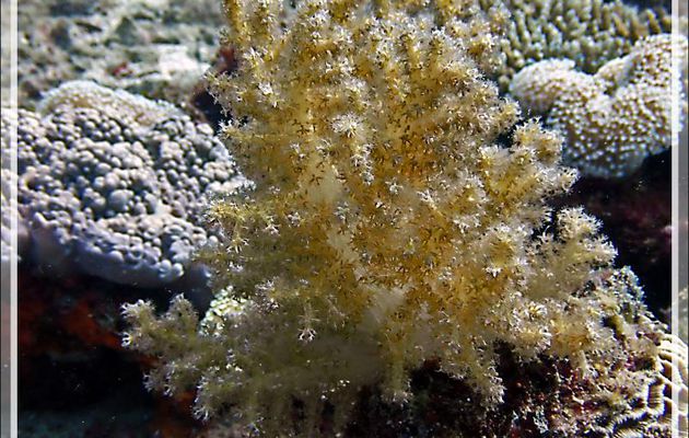 Corail mou Alcyonaire épineux (Dendronephthya hemprichi) - Beangovo - Tsarabanjina - Mitsio - Madagascar