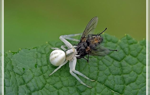 Araignée crabe Thomise variable (Misumena vatia) et sa proie - Lartigau - Milhas - 31