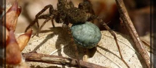 Les lycosidae et leur cocon