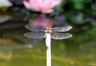 1 ère libellule sur mon bassin