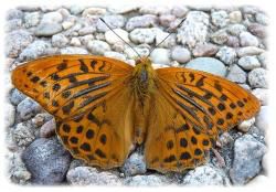 Argynnis paphia, le tabac d'Espagne