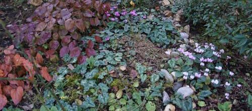 Joli cyclamen