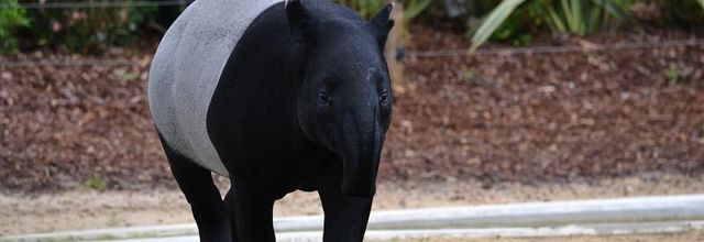 La Ménagerie du Jardin des Plantes : La balade de Tengah 