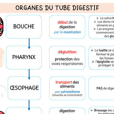 Biologie système digestif schéma