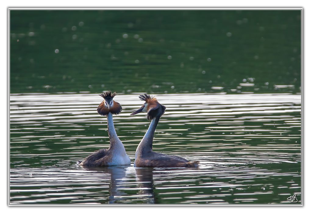 04 - Oiseaux