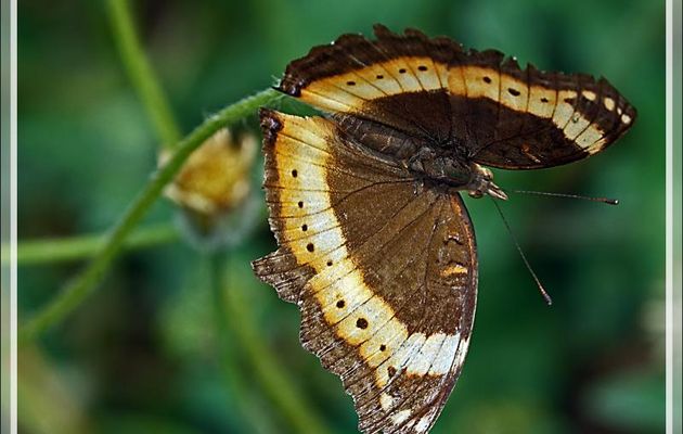 Papillon Garden inspector (Precis archesia) recto et verso - Victoria Falls - Zimbabwe