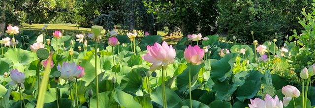 Les lotus de Barbotan-les-Thermes (32)