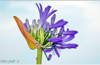 Des Fleurs à travers le temps (1)