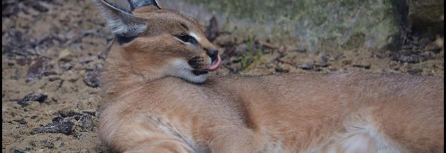 La Ménagerie : Kyan, Shadi, Olya nos petits Caracal ont bien grandi