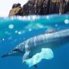 National Geographic's Photography Contest 2010
