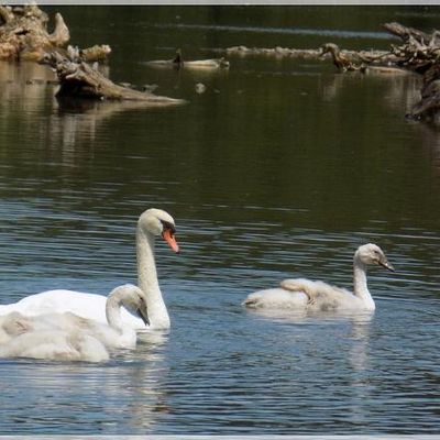 Le lac des cygnes II