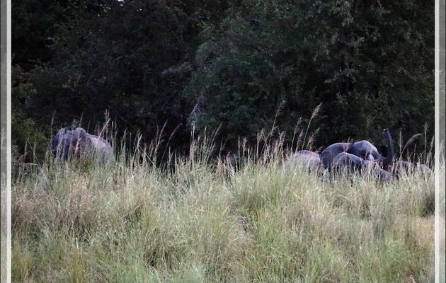 Il fait très sombre, on attend l'arrivée d'hypothétiques éléphants. Mais bientôt, ils émergent du noir de la forêt ! - Fleuve Zambèze - Zimbabwe