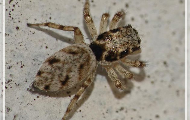 Araignée Saltique arlequin ou chevronnée (Salticus scenicus) - La Couarde-sur-Mer - Ile de Ré - 17
