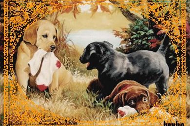 Comment apprendre la propreté à votre chiot ?