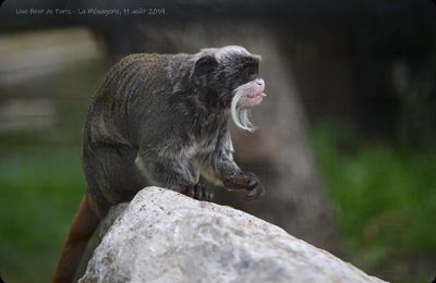 La Ménagerie, Zoo du Jardin des Plantes : Le Tamarin empereur