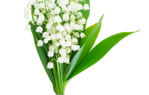 Muguet Militant du PCF