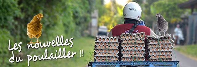 Les nouvelles du poulailler, à Hergnies !  