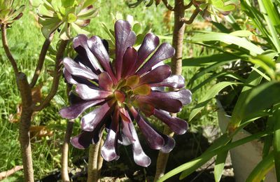 Le jardin en octobre