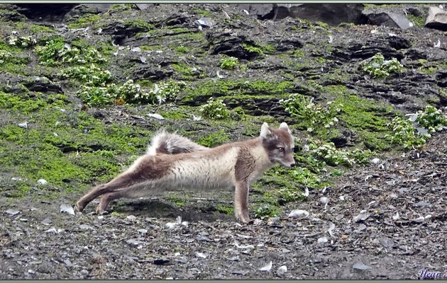 Encore les Mouettes tridactyles et les Renards arctiques (Isatis), une belle empreinte d'ammonite (plus de 60M d'années) et du Cranson du Groenland (Cochlearia groenlandica) - Diskobukta - Edgeøya - Svalbard - Norvège