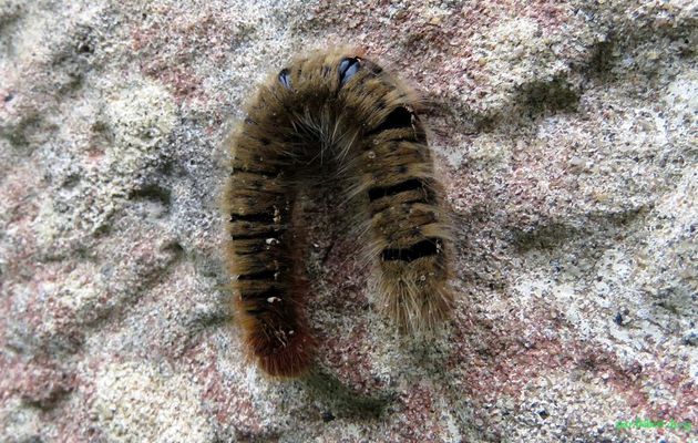 une chenille  ? 