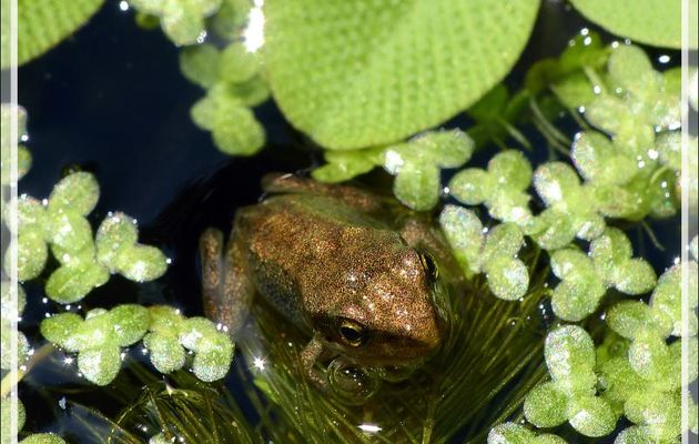 Le paradis des bébés grenouilles rousses : mon bassin sans poisson  - Lartigau - Milhas - 31