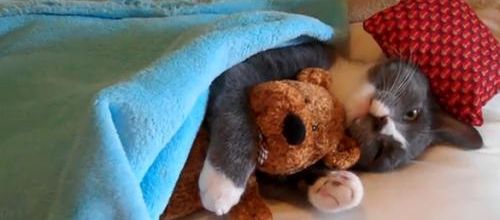 Un chat et son nounours