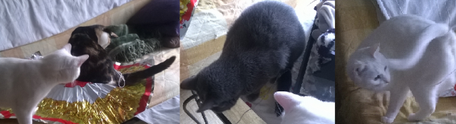 Pas toujours facile la vie de chats...