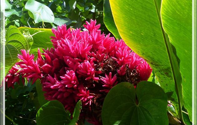 Alpinia purpurata "Tahitien Double" - Raiatea - Polynésie française