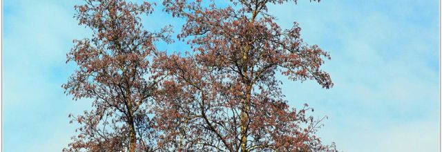 Arbres (1)
