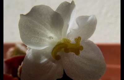 Fleur de Bégonia