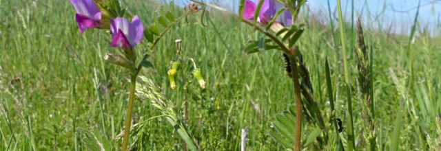 Vicia sativa  -  vesce cultivée