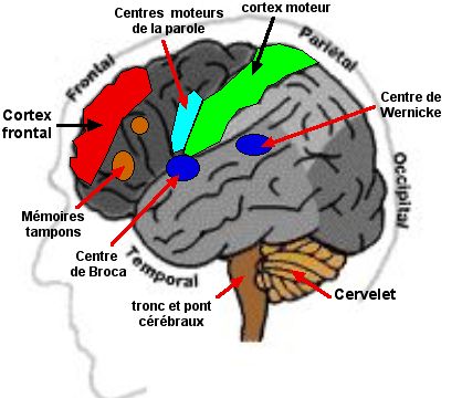 L'éducation et l'instruction augmentent le volume de notre cortex.