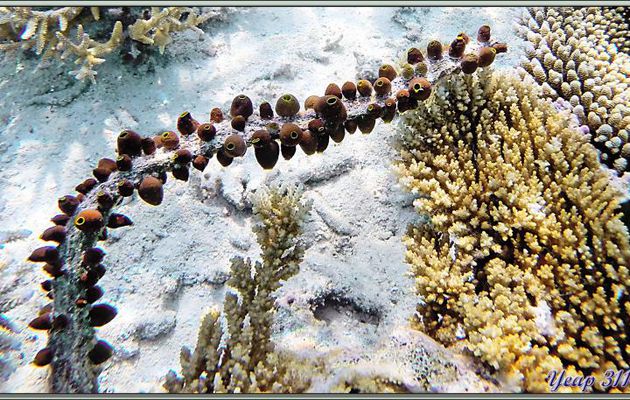 Colonie de tuniciers (ascidies) ?? - Athuruga - Atoll d'Ari - Maldives